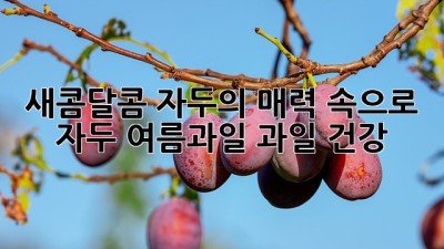 🍑 새콤달콤 자두의 매력 속으로! #자두 #여름과일 #과일 #건강